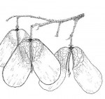 Hymenocardia acida
