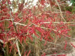 Hymenocardia acida