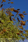 Millettia grandis