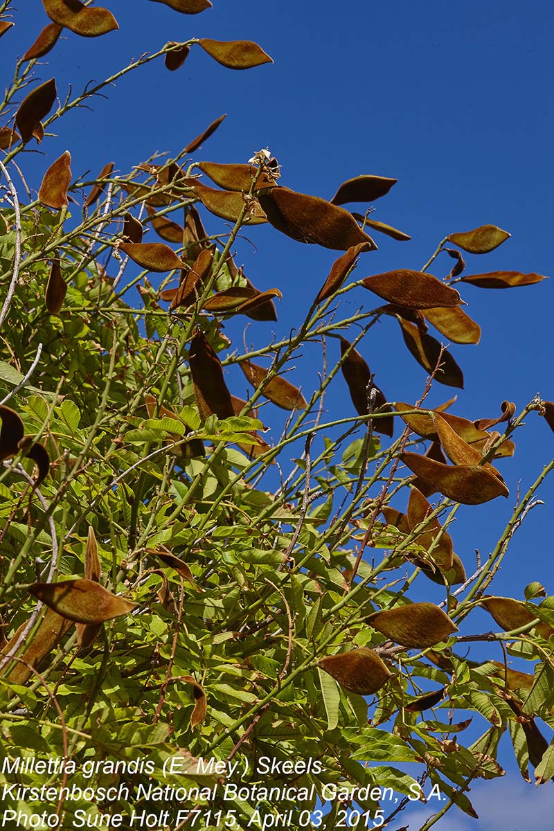 Millettia grandis