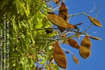 Millettia grandis