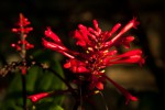 Odontonema cuspidatum