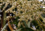 Beaucarnea recurvata