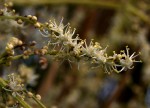 Beaucarnea recurvata
