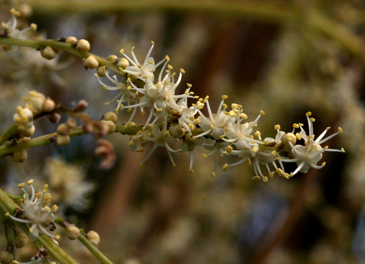 Beaucarnea recurvata