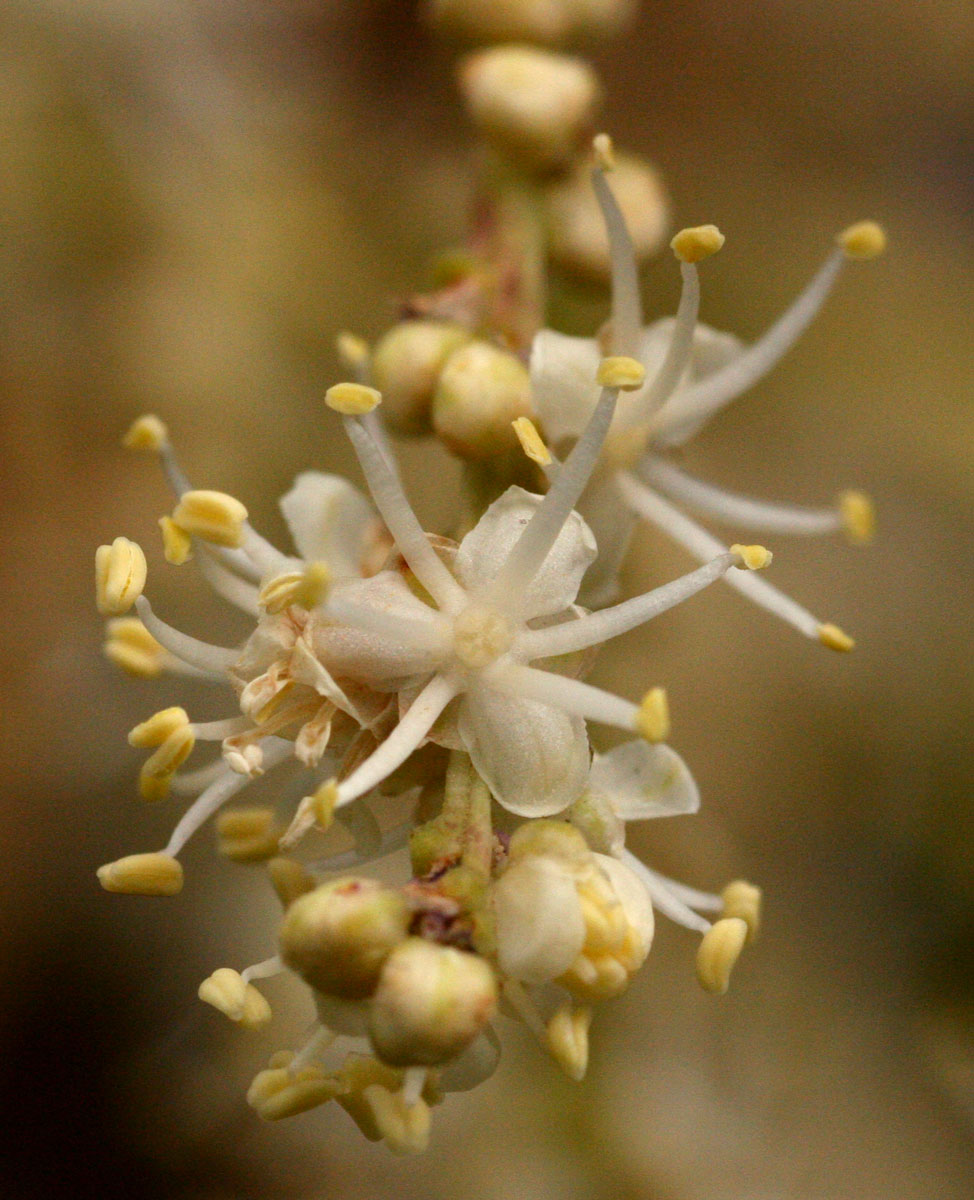 Beaucarnea recurvata