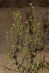 Vahlia dichotoma