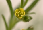 Vahlia dichotoma