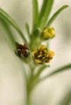 Vahlia dichotoma