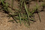 Vahlia dichotoma