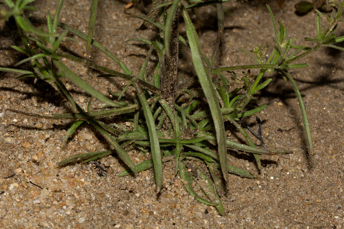 Vahlia dichotoma