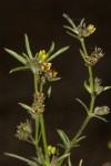Vahlia dichotoma