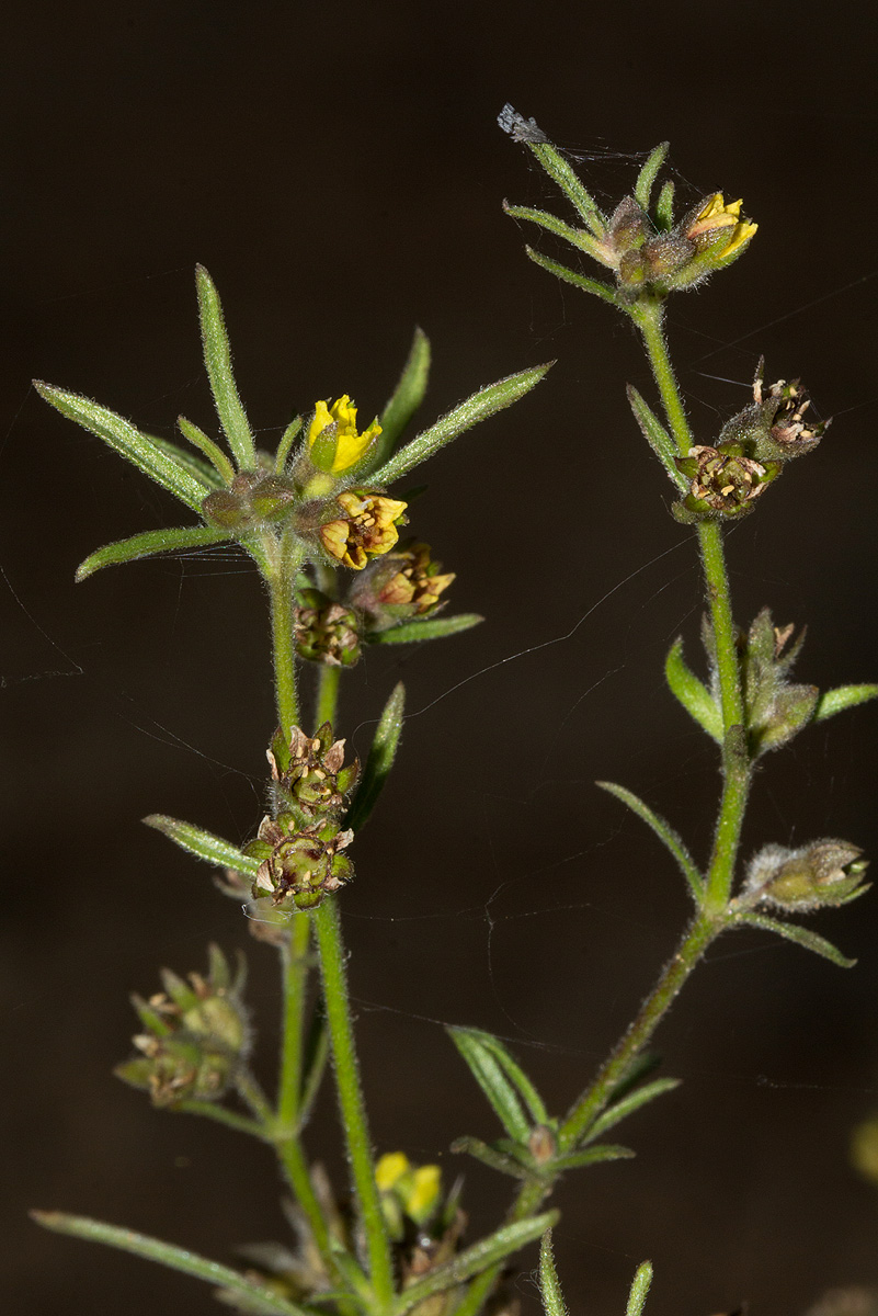 Vahlia dichotoma