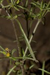 Vahlia dichotoma