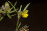 Vahlia dichotoma