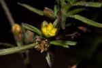 Vahlia dichotoma