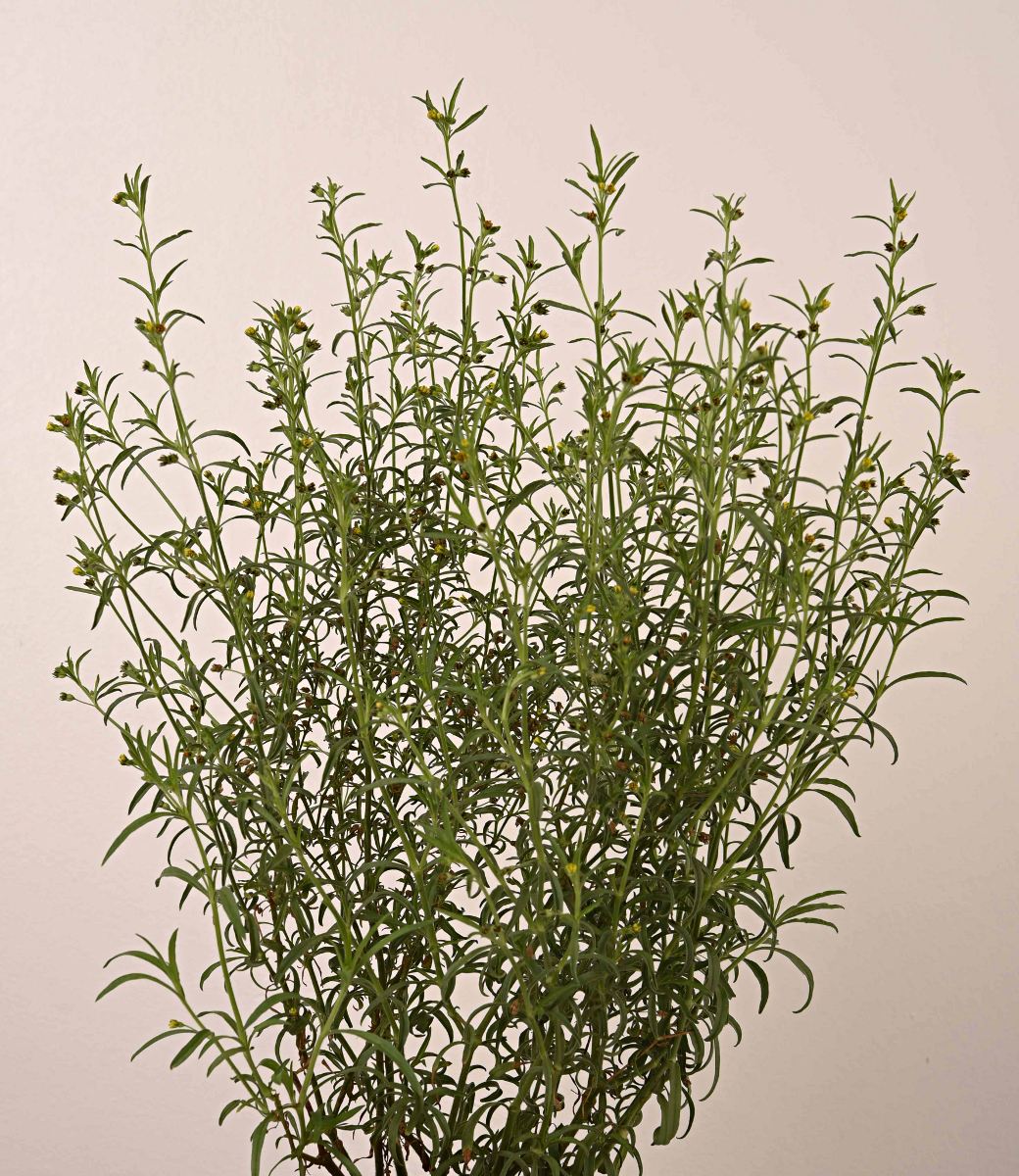 Vahlia dichotoma