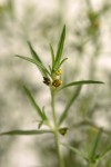 Vahlia dichotoma