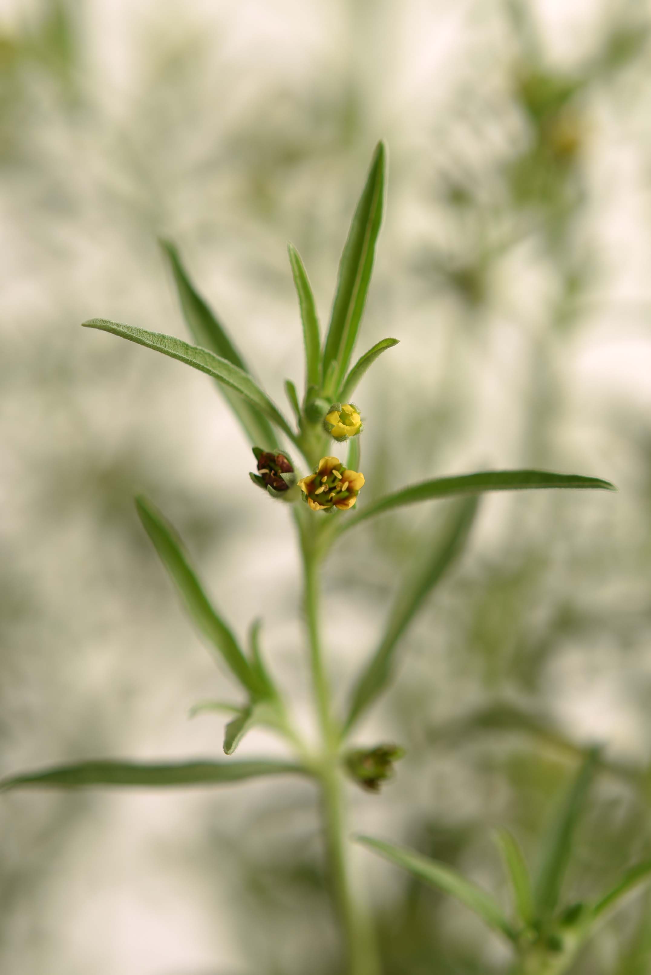 Vahlia dichotoma
