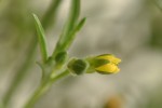 Vahlia dichotoma