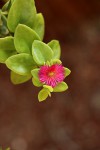 Aptenia cordifolia