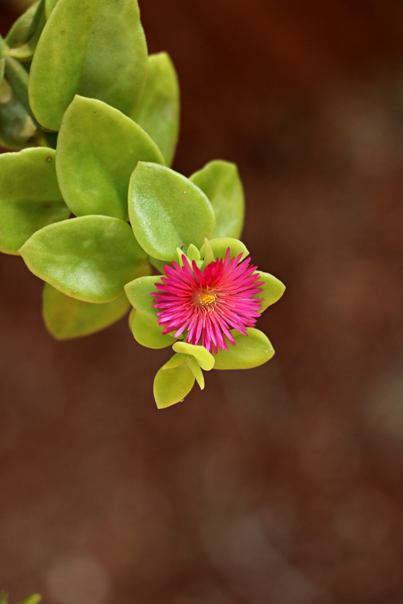 Aptenia cordifolia
