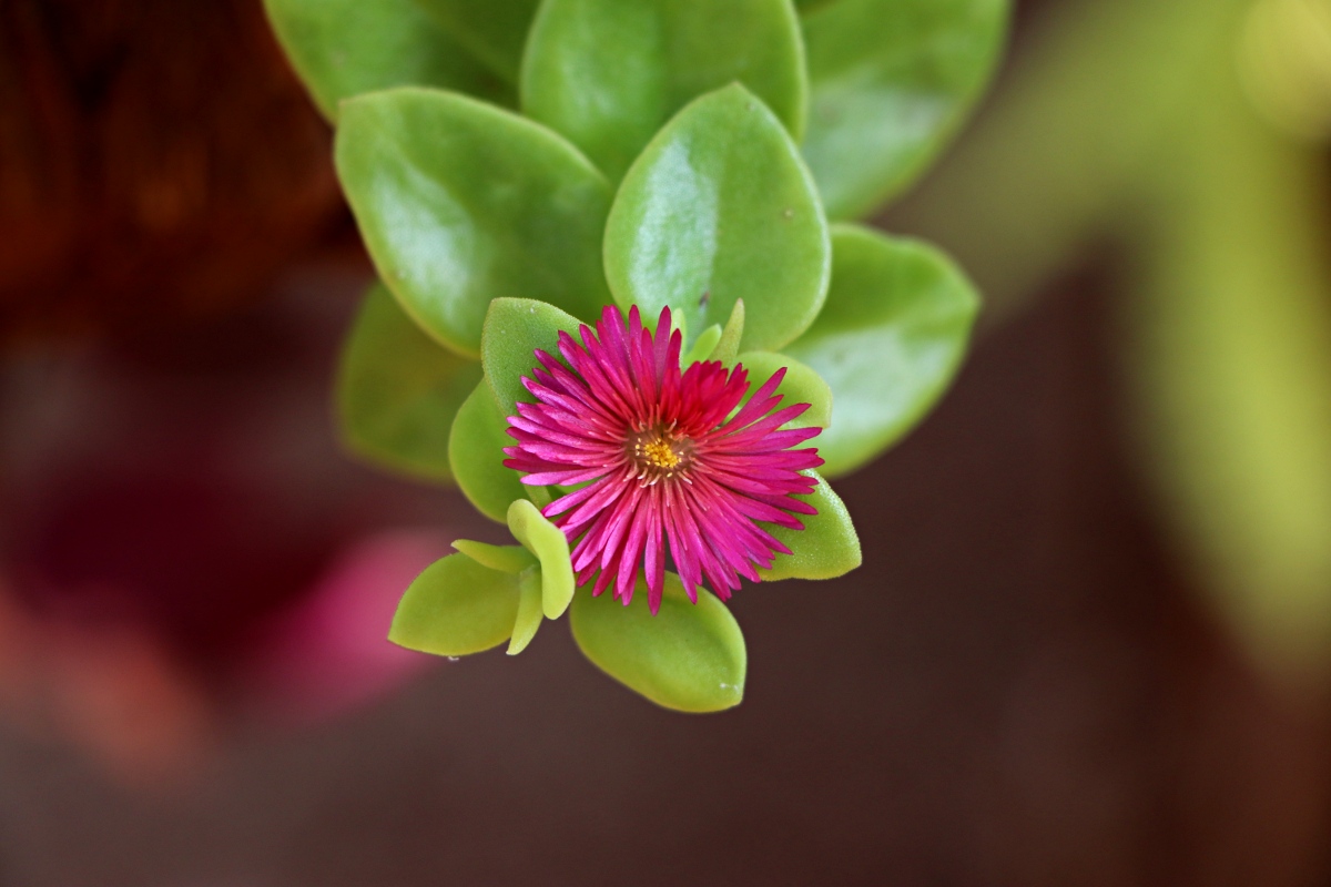 Aptenia cordifolia