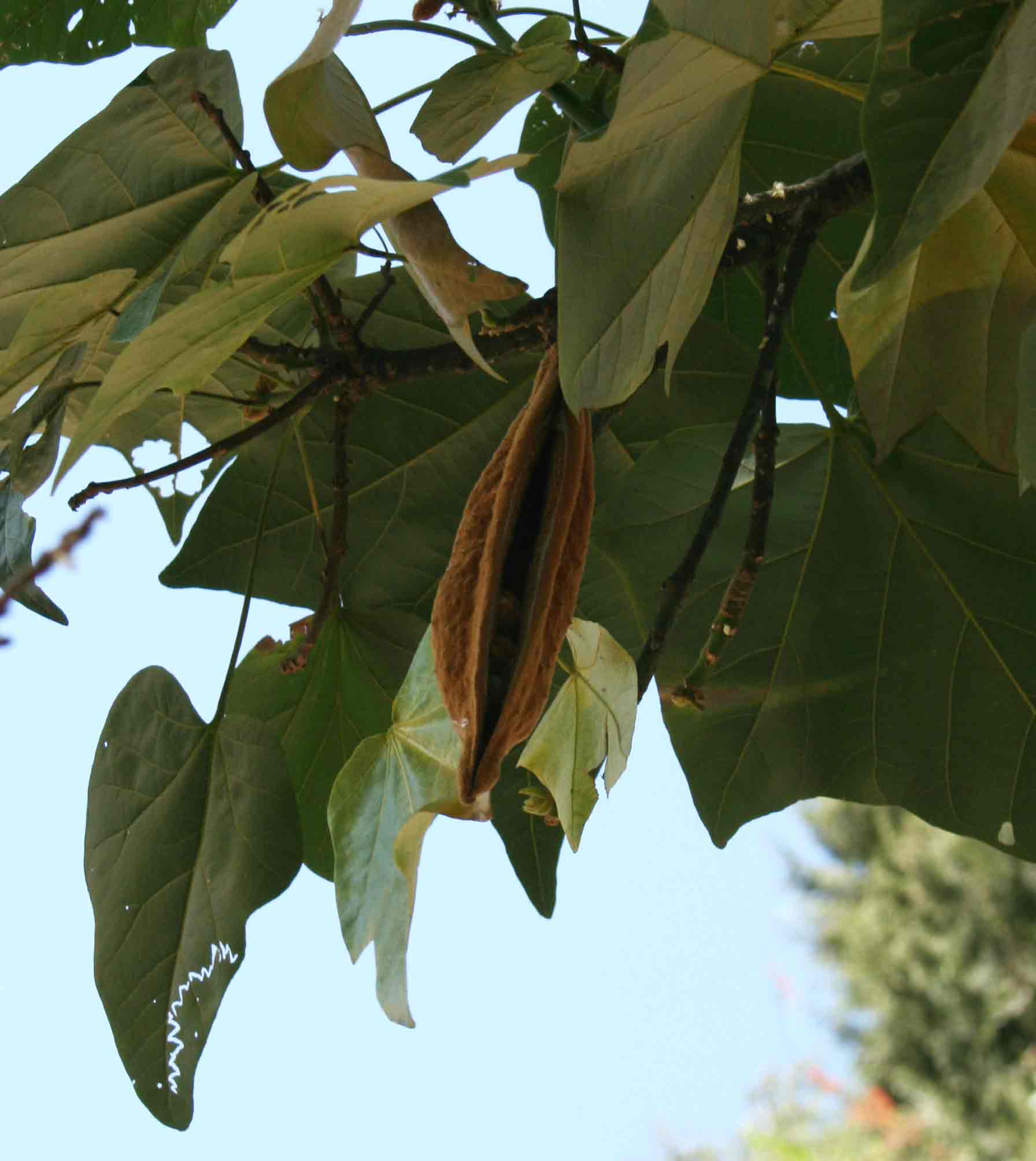 Brachychiton discolor