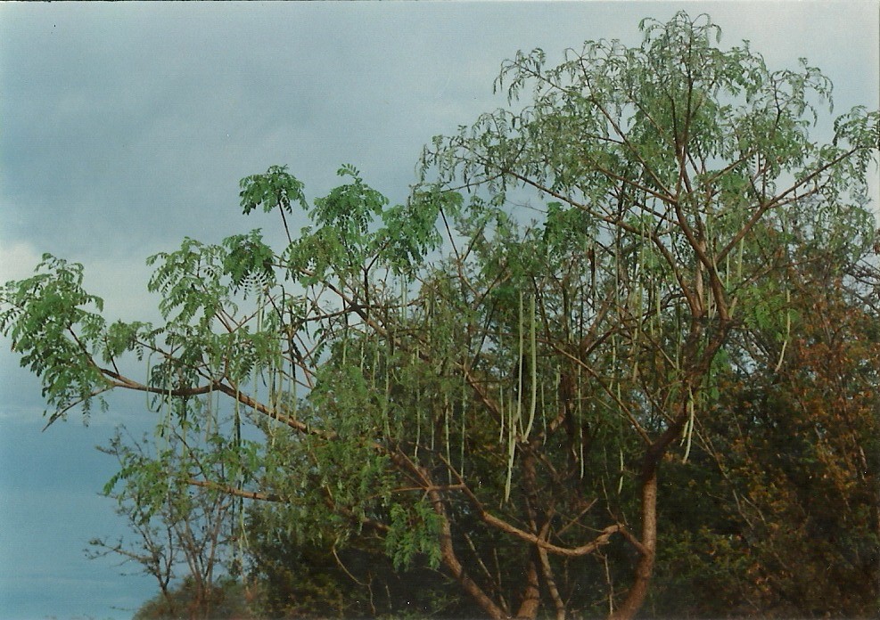 Cassia abbreviata