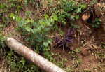 Tradescantia pallida