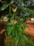 Pachira glabra