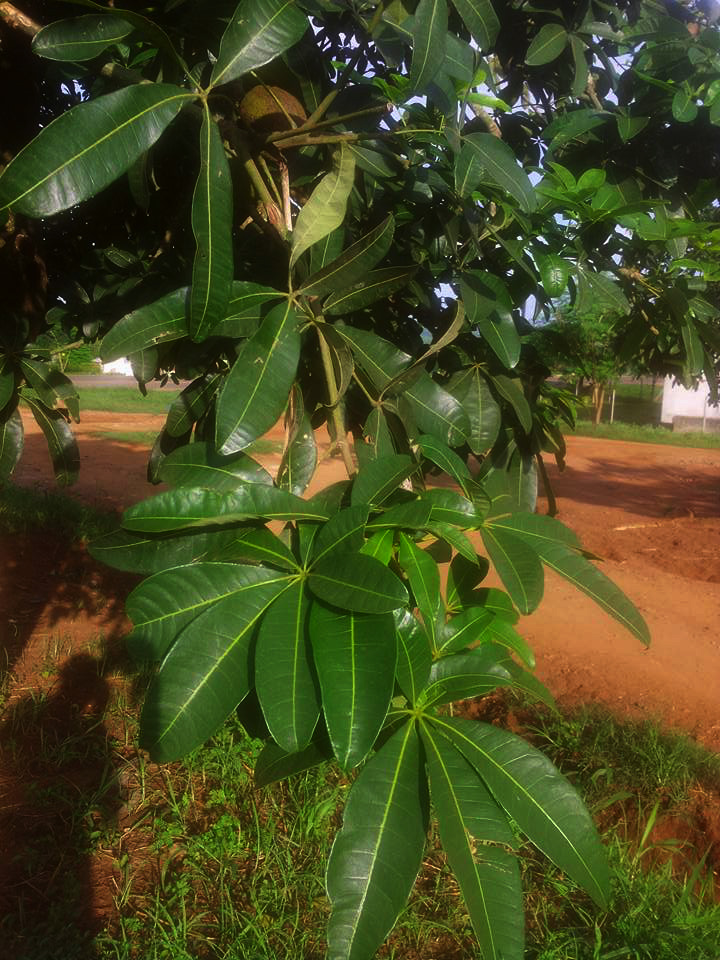 Pachira glabra