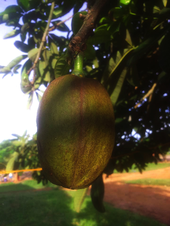 Pachira glabra