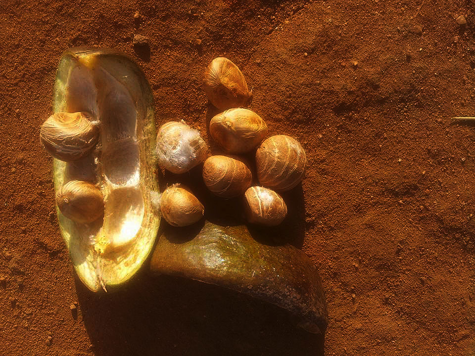 Pachira glabra