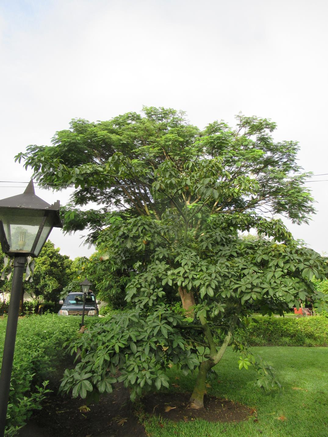 Pachira glabra