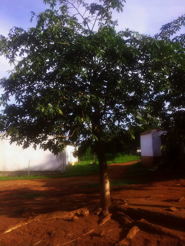 Pachira glabra