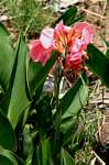 Canna sp. (cf. flaccida)