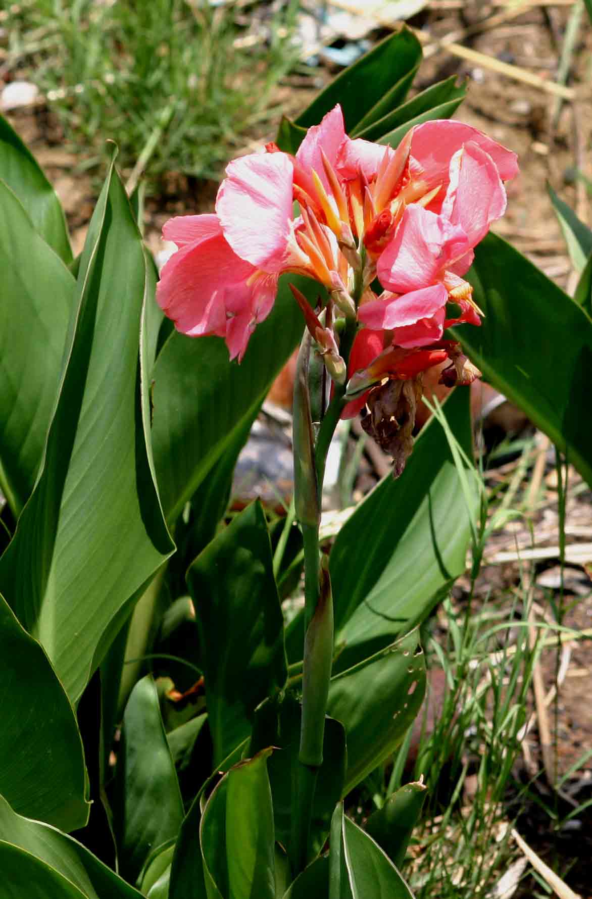 Canna sp. (cf. flaccida)