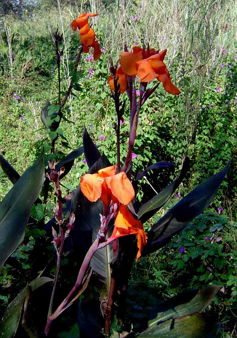 Canna sp. (cf. flaccida)