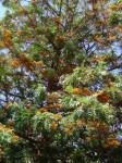 Grevillea robusta