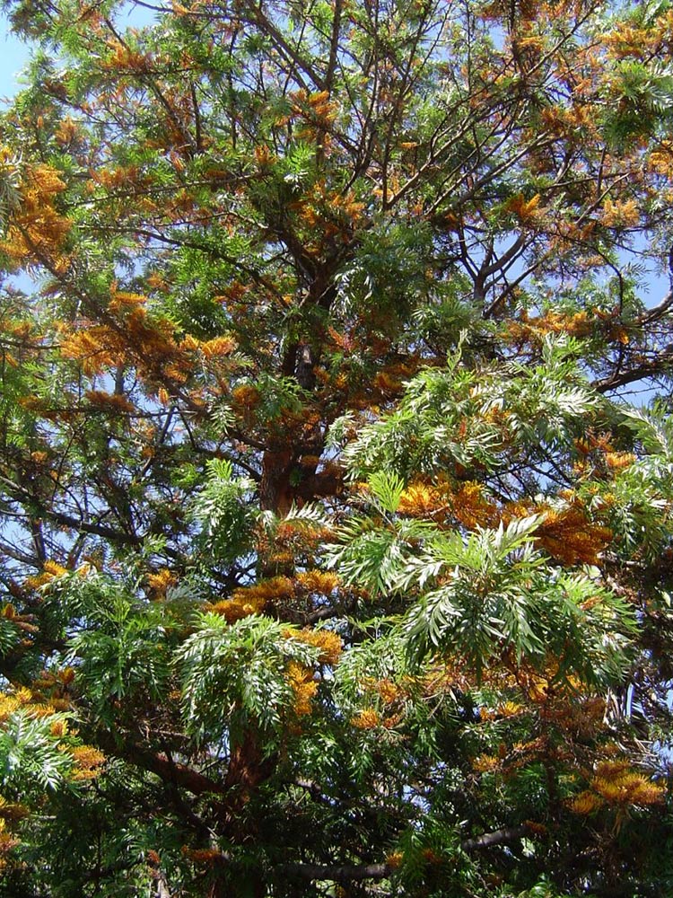 Grevillea robusta