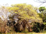 Pseudolachnostylis maprouneifolia