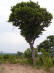 Pseudolachnostylis maprouneifolia