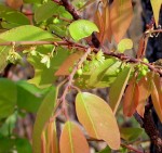 Pseudolachnostylis maprouneifolia