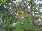 Pseudolachnostylis maprouneifolia