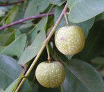 Pseudolachnostylis maprouneifolia