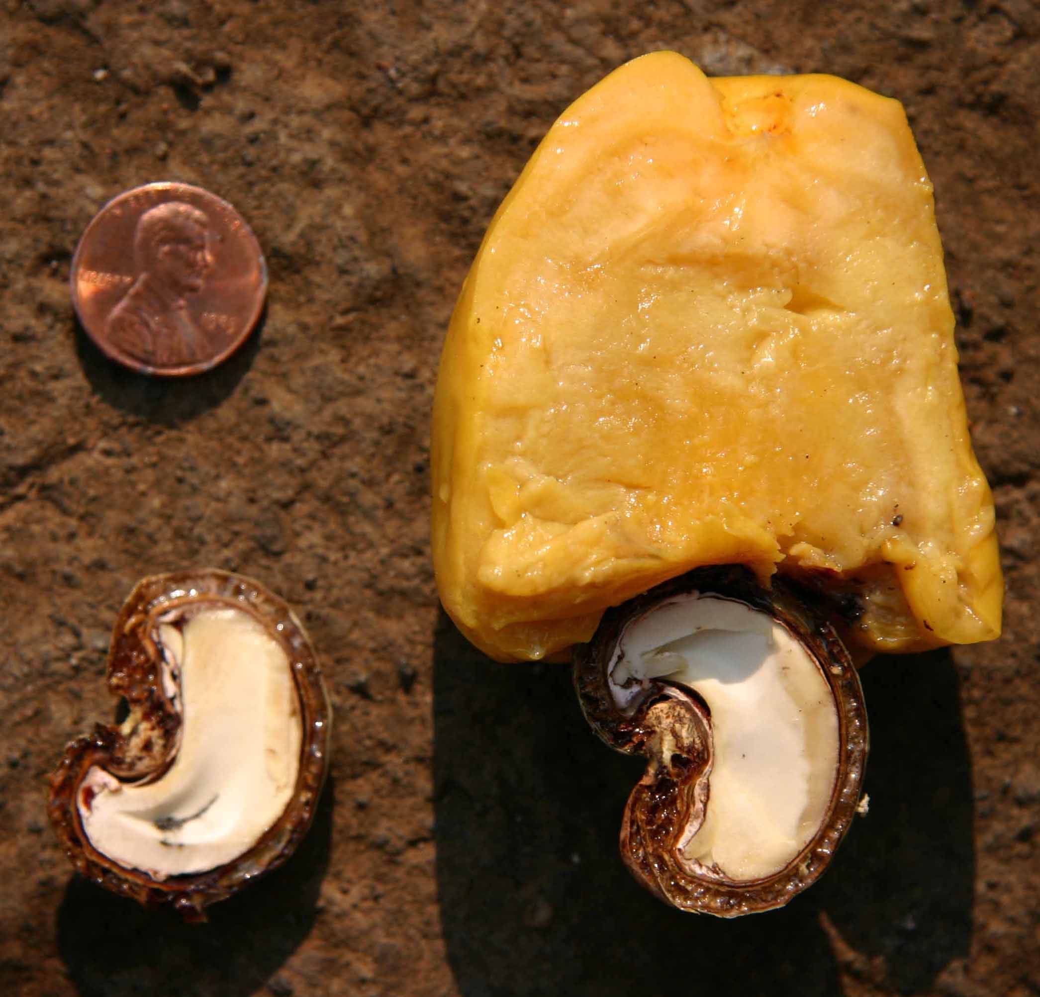 Anacardium occidentale