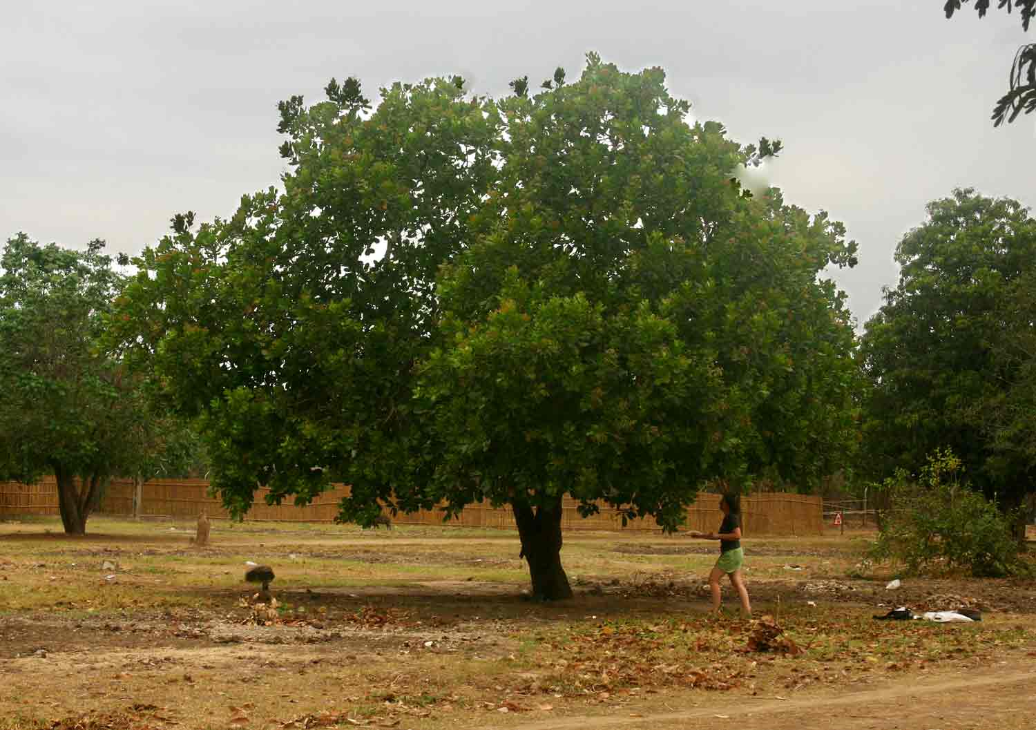 Anacardium occidentale