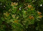Anacardium occidentale