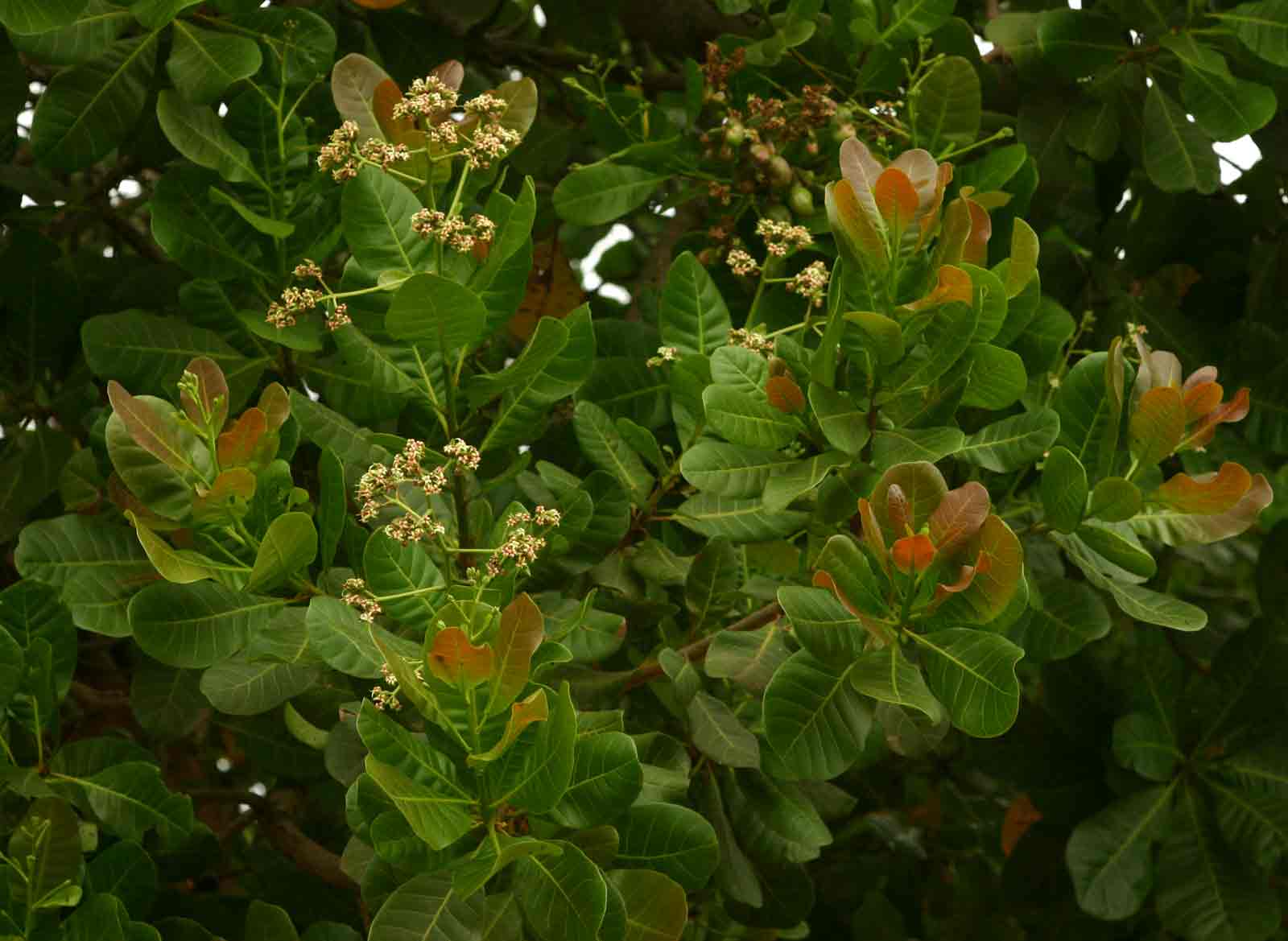 Anacardium occidentale